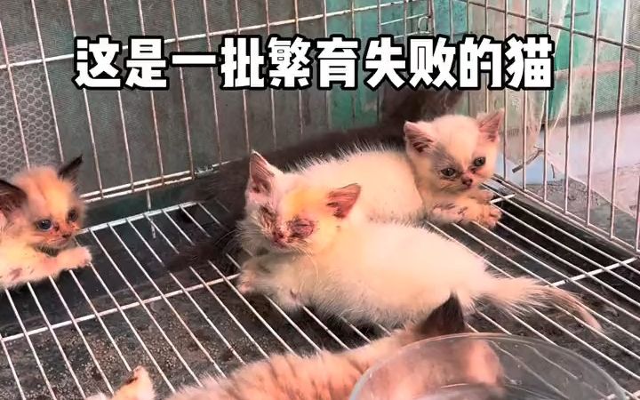 带大家揭秘一下后院猫舍吧……满身皮肤病，呼吸道问题，基因问题等等-1.jpg