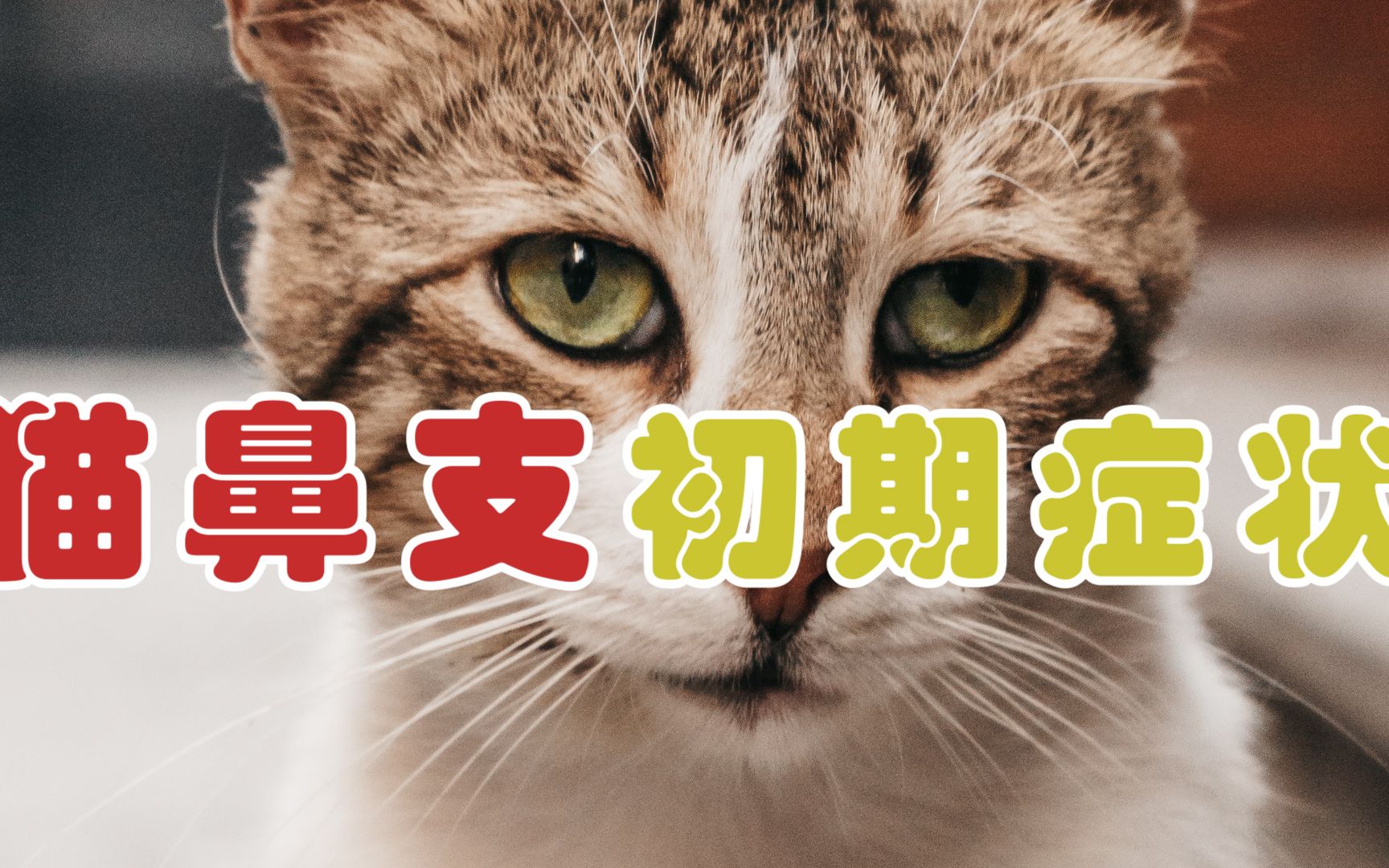 猫鼻支初期症状-1.jpg