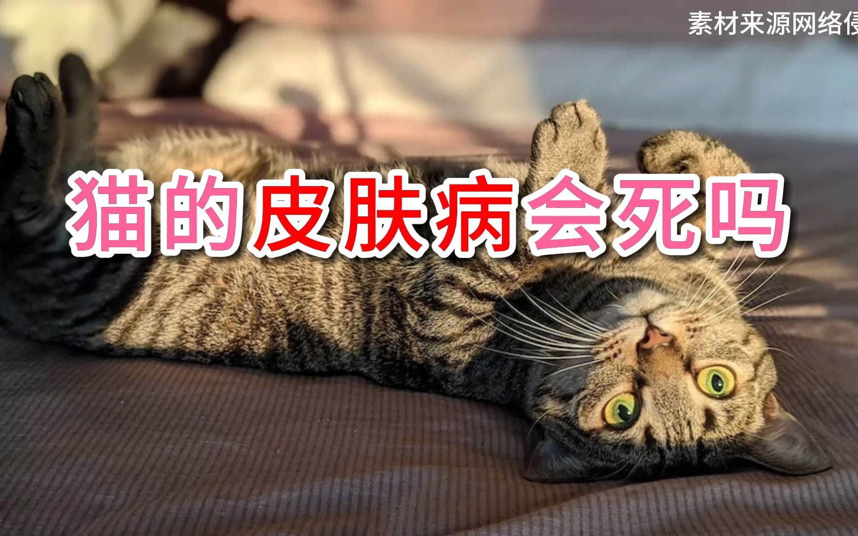 猫的皮肤病会死吗-1.jpg