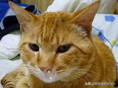 猫咪这状态就是感冒了，铲屎官教你管用小妙招，分分钟钟搞定！