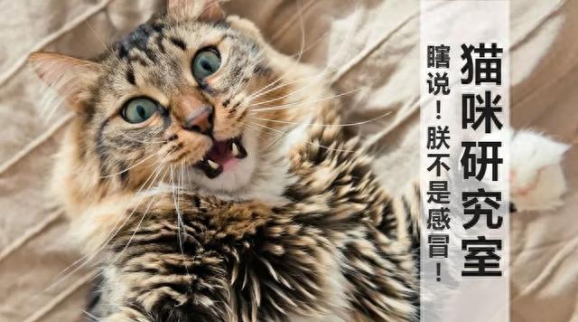 猫咪得了感冒怎么办？猫的感冒和人的感冒完全不一样