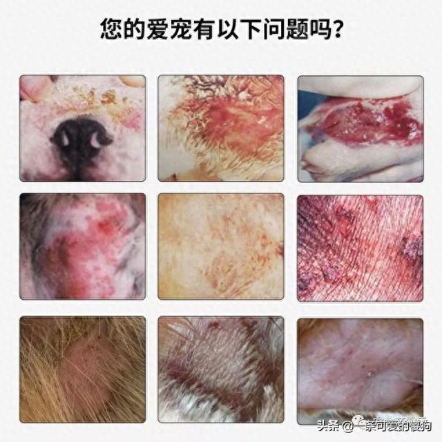 「皮肤病」狗狗皮肤病治疗方法！宠物各种皮肤病区别？