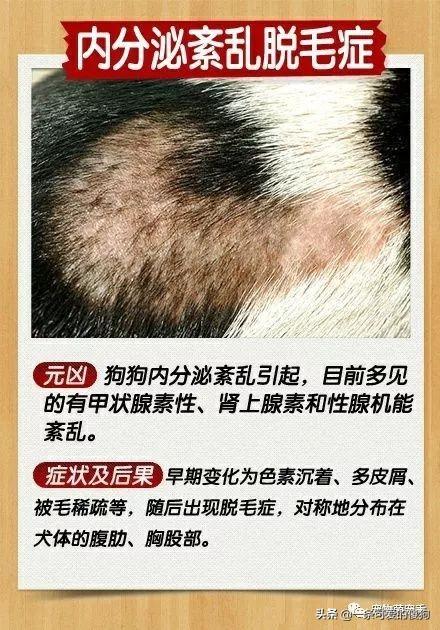 「皮肤病」狗狗皮肤病治疗方法！宠物各种皮肤病区别？